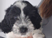 Meet Poppy - A Beautiful Little Girl Looking for Her Forever Home