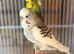 few budgies available