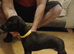 whippet / greyhound whippet saluki