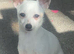 Chihuahua girl