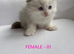 GCCF RAGDOLL 3 FEMALES AND 1 MALE