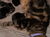 3 kittens for Sale