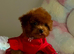 Asian tiny deep red poodle girl 10month