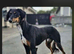 Suzuki Father & Son Pair – Beautiful, Friendly, Active Dogs
