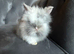 Last boy lionhead baby bunny for sale
