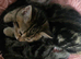 2 kittens (boys and girl)