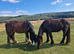 2 Year Old Friesian X Cob Colt