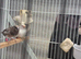 Bengalese finches