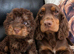 Cockapoo puppies PRA CLEAR