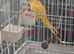 Indian ringneck for sale