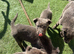 Blue German shepherd