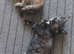 2 kittens girls left