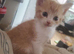 Kittens, 8 weeks old co.down northern ireland