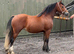 Stunning welsh section C filly