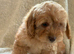 Apricot Cockapoo's