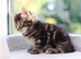 Tabby Kittens READY SOON