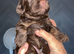 Beautiful cockapoo pups for sale, 3 chocolate 1 tri coloured black phantom