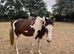 3 yo Clydesdale x Warmblood