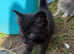 Kittens mixed breed