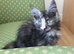 Maine Coon Active Registered Kittens – Ready Now