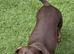 Beautiful 15 mnth girl kc mini dax