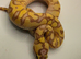 2026 pastel enchi coral glow hypo ball python