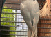 Indian ringneck female for sale