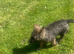Puppies