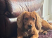 Cocker spaniel for stud
