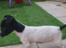 Little dottie
