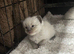 1 female left ragdolls