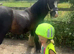 11.3/12hh 5 year old Mini Cob