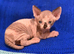 Beautiful Sphynx Kittens Looking for Their Forever Homes