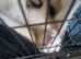 2 ferrets pet only
