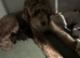Stunning F1B Aussiedoodle puppies