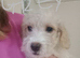 Cockapoo Females   ️( Cockapoo x Jack Russell Ready NOW