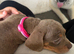 Isabella and tan pup
