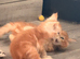 Male mainecoon kittens