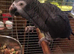 African grey parrot good talker inc cage all toys