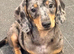 Beautiful Dachshund Puppies