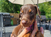 Beautiful family dobermanns *4 pups 1 girl 3 boys*