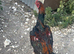 Shomo cock