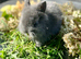 Beautiful mini lionlops *Reserved*