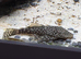 Panda corys + Plecos