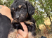 Dachshund x Jack Russell