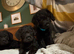 Border Terrier x Miniature Poodle Puppies