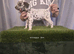 KC Registered dalmatian puppies for sale
