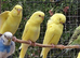 Lutino Budgies