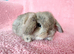 Selection of mini lop babies available