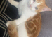 3 Beautiful Kittens